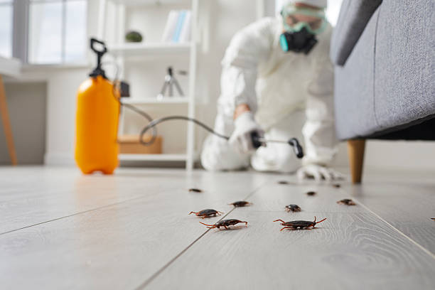 Post-Treatment Bed Bug Interceptor Monitoring in Iona
